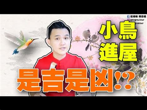 麻雀預兆|【麻雀預兆】解讀麻雀預兆，家裡突現麻雀代表什麼？